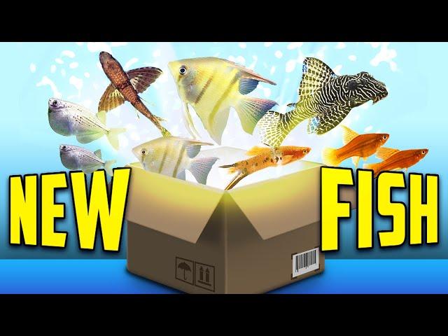 Unboxing Our Best-Selling Fish!