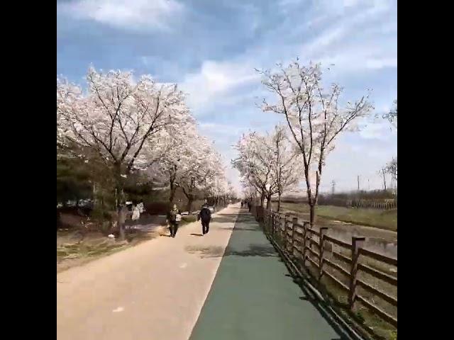 벚꽃 달리기 @계양천산책로 김포구간 #gopro #running #hiking #cherryblossom #벚꽃 #달리기