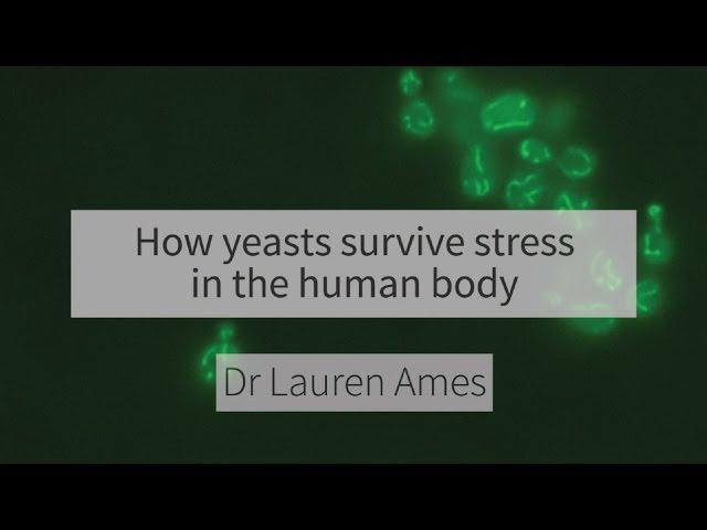 How yeasts survive stress in the human body