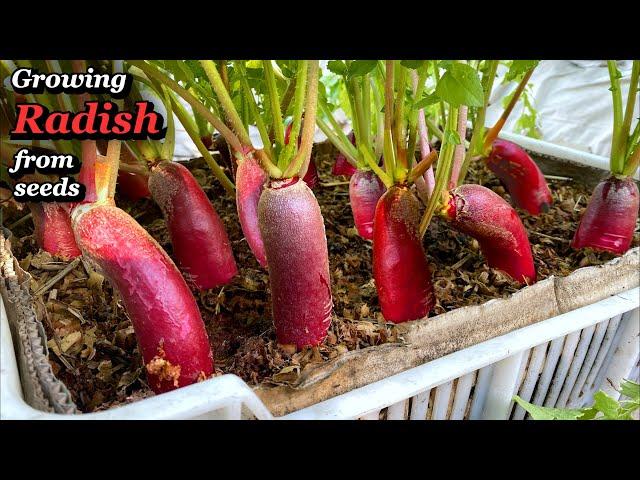 Growing Elongated Radish in Vegetable Box - from Seed to Harvest