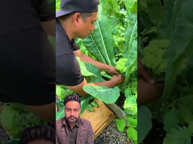 #gardening #fallharvest #garden #canadiangardener #vegetables #canadiangardening #cabbage