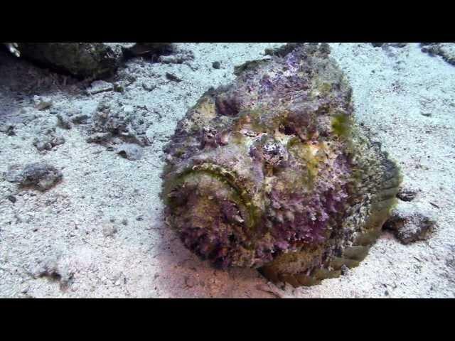 Stonefish, Camel Dive Club Sharm el Sheikh, Red Sea