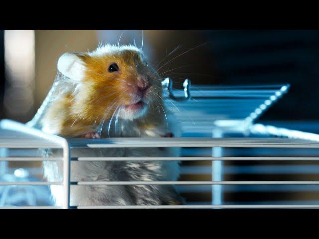 Hamster Escapes Cage To Go Exploring! | Pets: Wild At Heart | BBC Earth