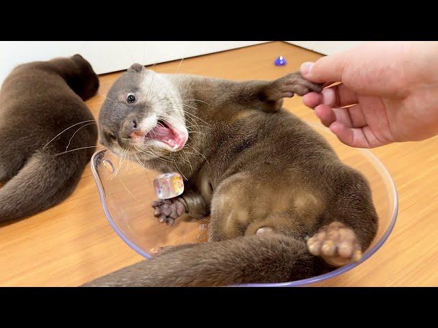 Visiting Japan’s Otter Preschool! A trip to be healed by baby otters!