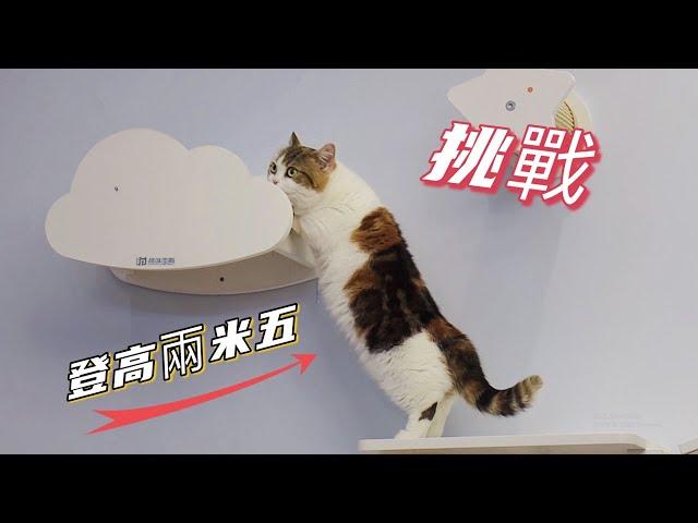 [CC SUB] Ten thousand yuan to transform the cat paradise.