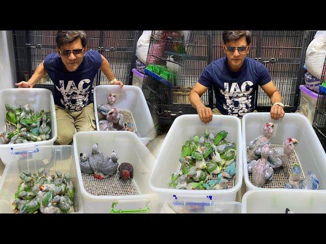 Exotic Parrots & Babies Chicks in Saddar Birds Market | PBI Official