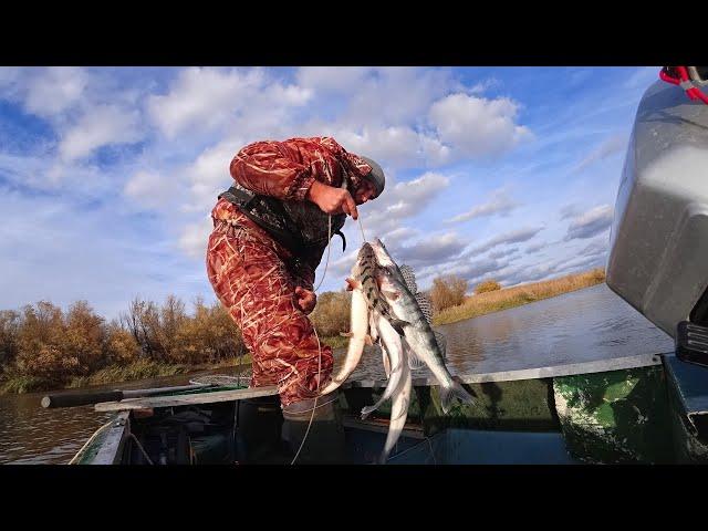 КОГДА СУДАК ВЯЛЫЙ, ДОСТАЮ ЕЁ. Ловля судака на джиг. Осенняя рыбалка на судака, щуку.