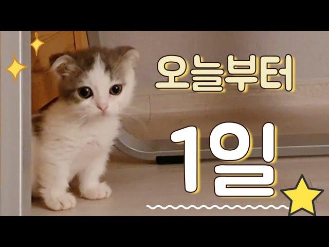 Baby Cat Adoption First Day Reaction