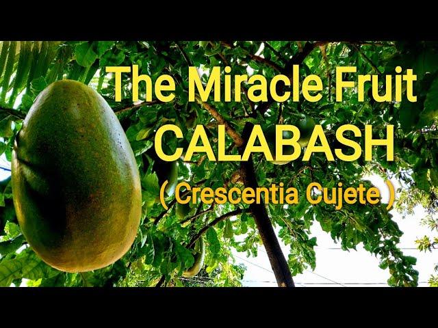 Calabash The Miracle Fruit And Top Health Benefits