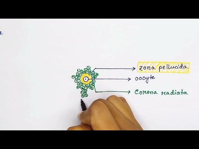 Graafian follicle structure (english) | Oocyte structure