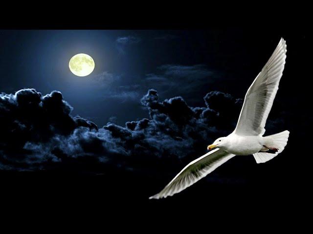 NEIL DIAMOND ~ JONATHAN LIVINGSTON SEAGULL MEDLEY 1977 [Live Audio]