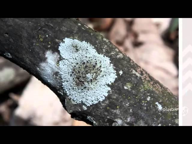 Physcia - fungi kingdom