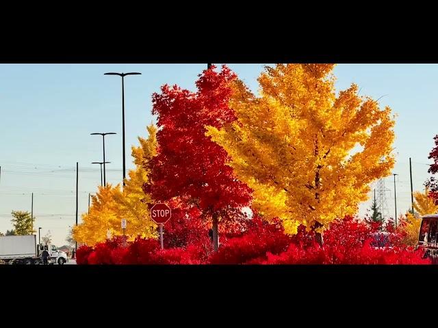 A Sunny Day #markham #costco #toronto #canada