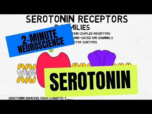 2-Minute Neuroscience: Serotonin