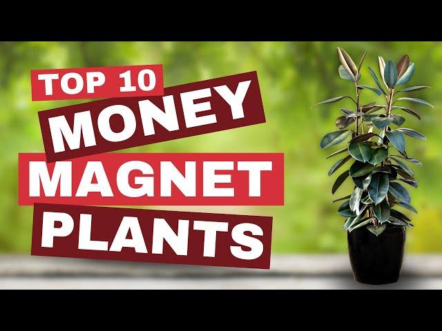  Money-Magnet Plants ─ TOP 10 Plants to Boost Your Home's Fortune! 