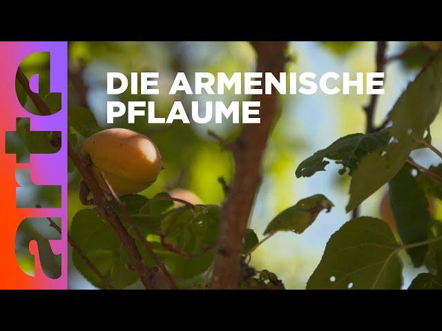 Armenien: Land der Aprikosen | Stadt Land Kunst | ARTE