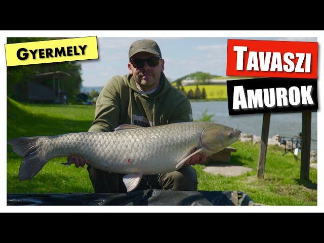 Tavaszi amurok, avagy Fish & Trips a Gyermelyi horgásztó partján