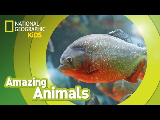 Red-Bellied Piranhas  | Amazing Animals