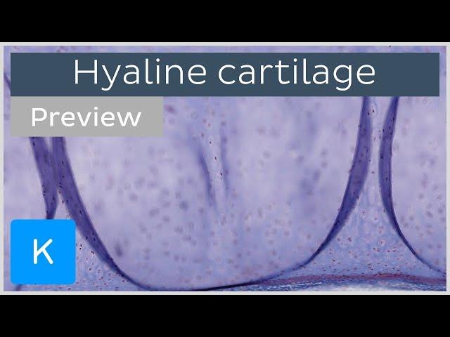 Hyaline cartilage: slides and function (preview) - Human Histology | Kenhub