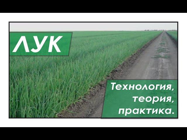 Technology of growing onions in the south of Ukraine