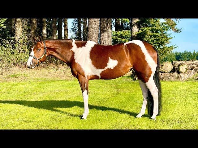 Jane Simone For Sale English- 2019 mare by John Simon