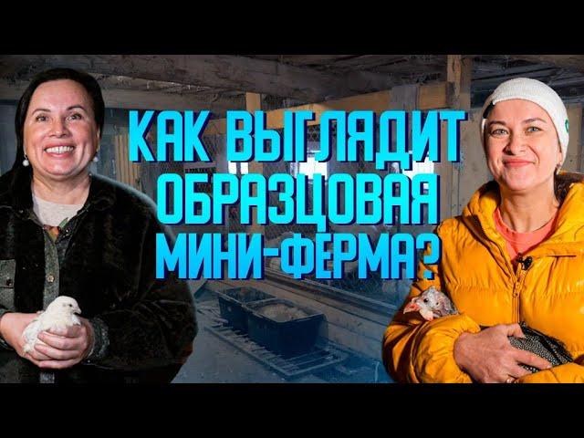 Как создать образцовую мини-ферму?