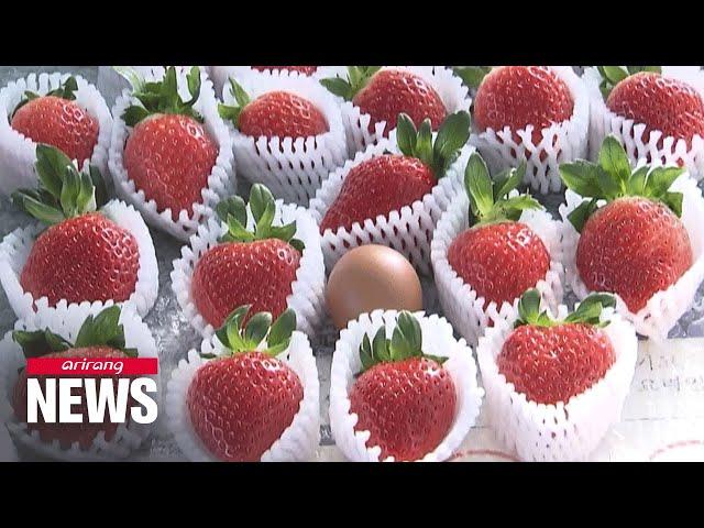 S. Korea boosting exports of King's Berry strawberries using natural techniques