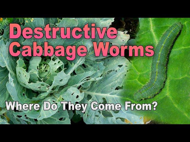 Life Cycle of the Cabbage Worm and How to Stop Them