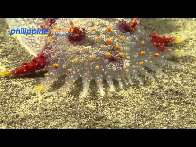 Creatures of the Philippine Sea #2 Kalinga ornata