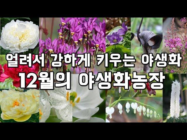 얼려서 강하게 키우는 노지월동 야생화모종 #겹작약 #가드닝 #꽃모종