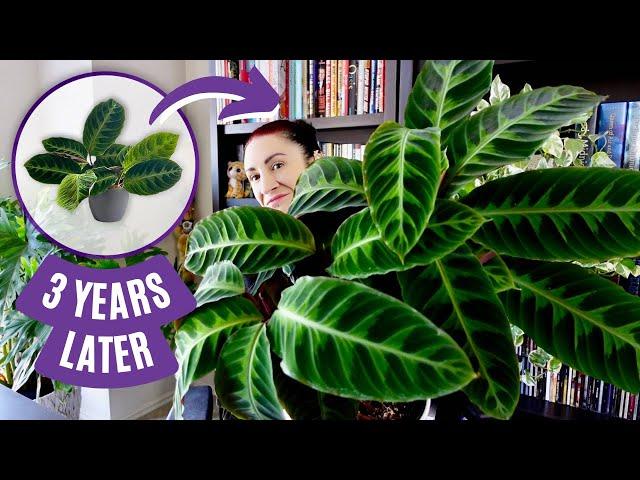 Just Call Me the Calathea Queen: Spilling My 3.5 Year Growth Secrets!