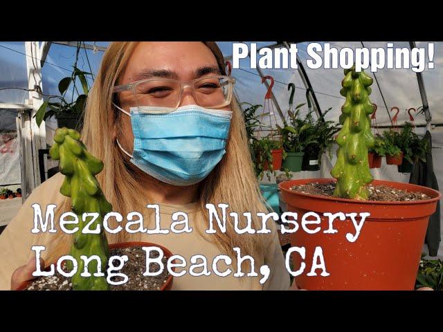 Shopping for Houseplants | Mezcala Nursery - Long Beach,  CA