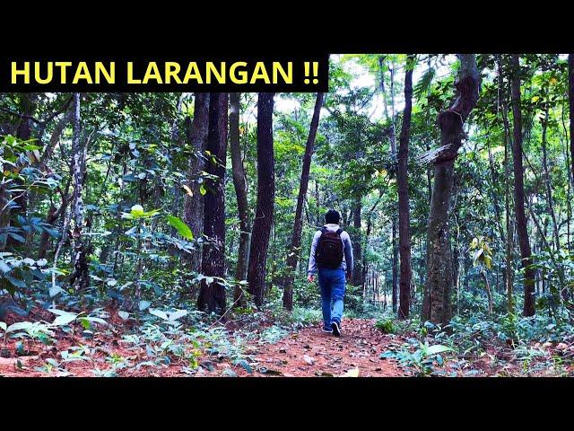 Sendirian Berpetualang di Hutan️Santai Mendengarkan Suara Alam️