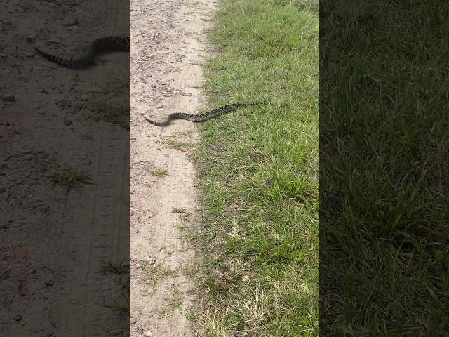 Eastern diamondback at Disney Wilderness Preserve #florida #rattlesnake#snake