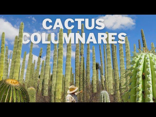 The Majestic Columnar Cactus Forest of the Tehuacán Valley - Puebla 