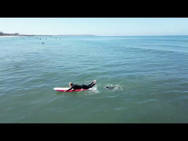 Sammy the Seal Falls Off Surfboard and then Chases the Surfer to Get Back On in San Diego Ca