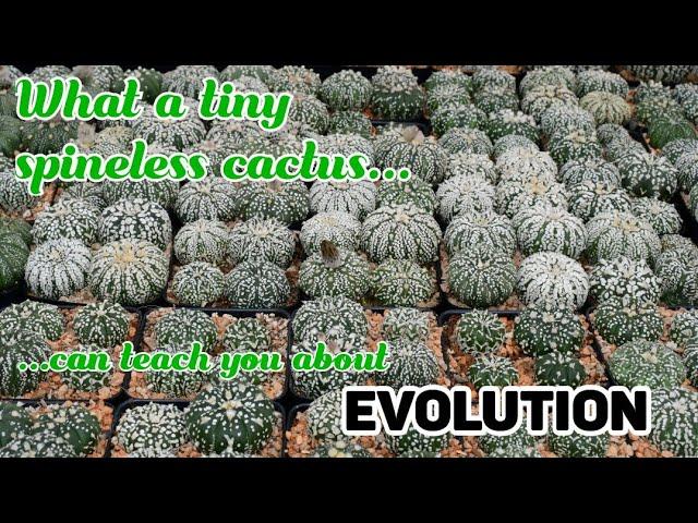 Understanding Evolution with Astrophytum asterias