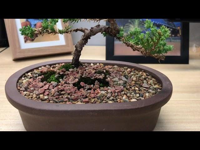 My first bonsai 2017 - Juniper