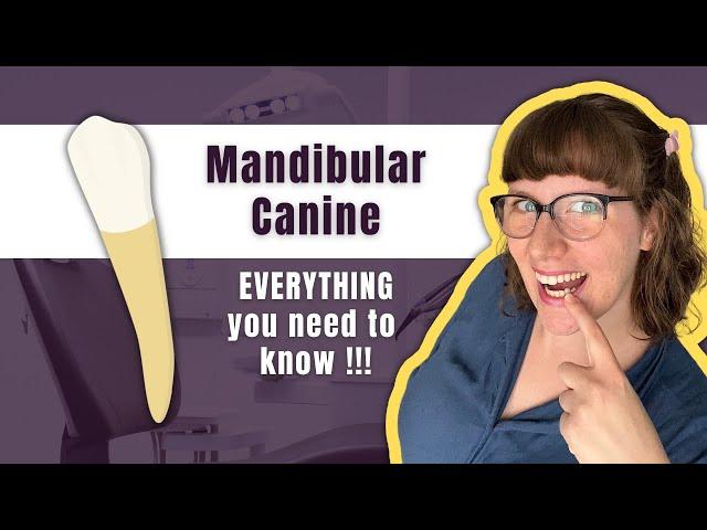 Mandibular Canine | The Definitive Tooth Anatomy Study Guide for Dental Students