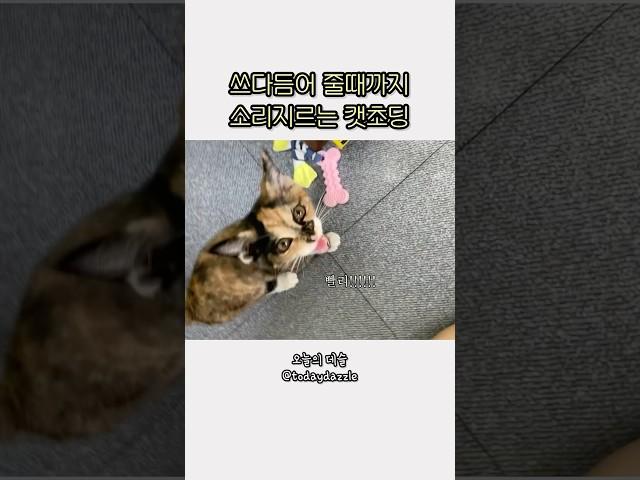 아휴 시끄러워 #카오스냥 #cat #tortiecats #kitten #아기고양이