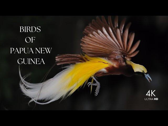 Birds of Papua New Guinea 4K