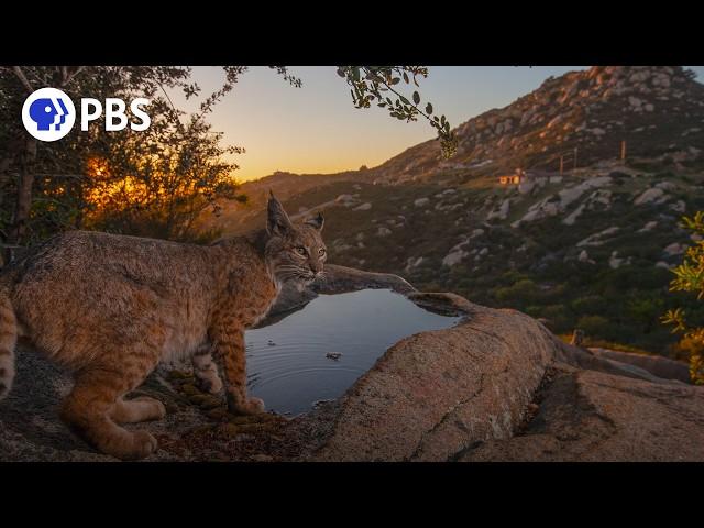 Capturing San Diego: America's Wildest City