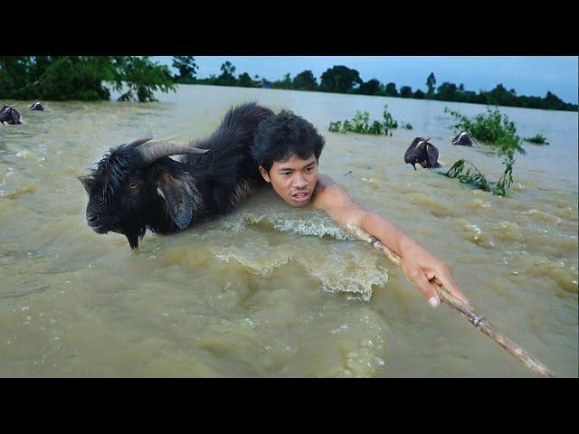 survival in the Rainforest -  find fish Meet the drowning goat - cooking goat #shorts