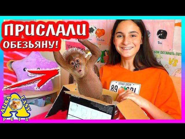 НАМ ПРИСЛАЛИ Обезьяну / НОВЫЙ ПИТОМЕЦ? / Распаковка посылок от подписчиков / Alisa Easy Pets