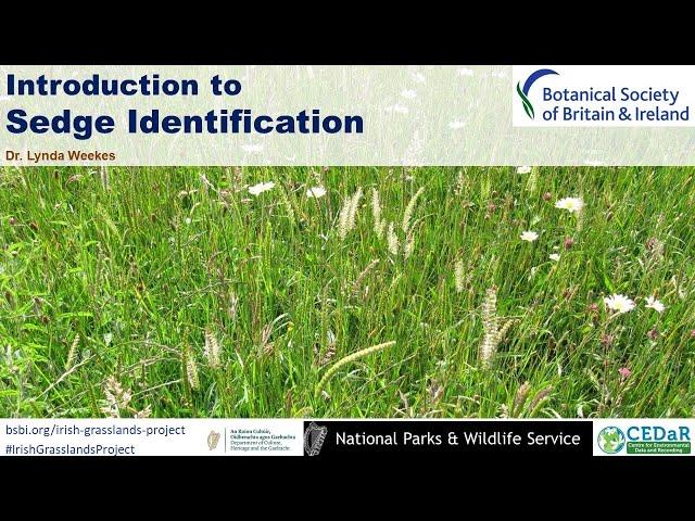 Introduction to Sedge Identification