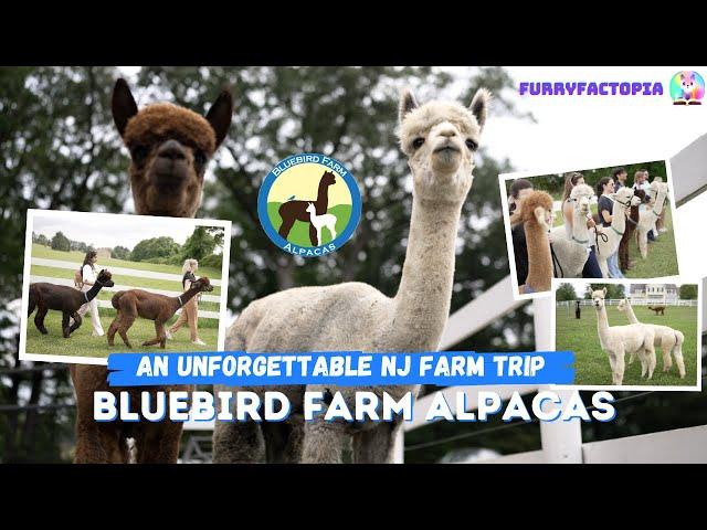 Meet the Adorable Alpacas of Bluebird Farm | An Unforgettable NJ Farm Visit