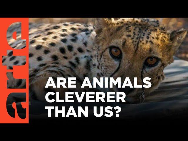 Are Animals Cleverer than Us? | ARTE.tv Documentary