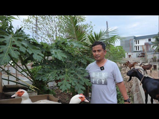 Unlocking Nature's Secrets: The Benefits of Papaya Leaves for Ducks, Chickens, and Goats' Deworming