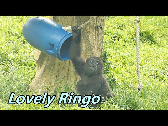 Lovely little gorilla Ringo / 可愛的小大猩猩Ringo