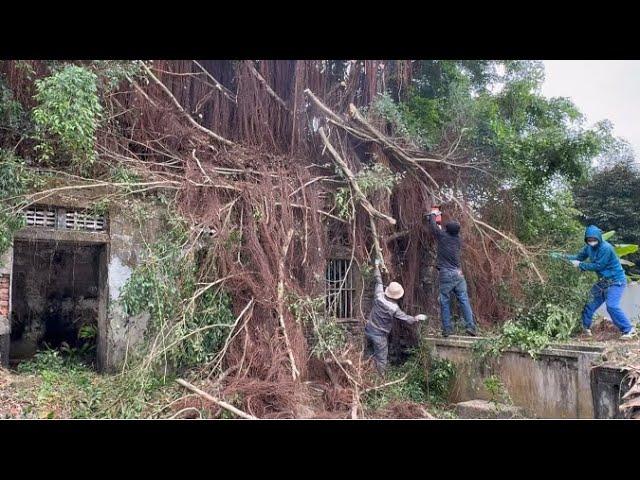 Cutting down dangerous parasitic trees on the roof of a house abandoned for 50 years